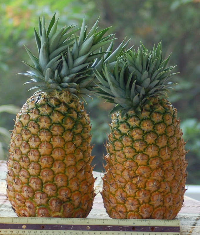 My pineapples
